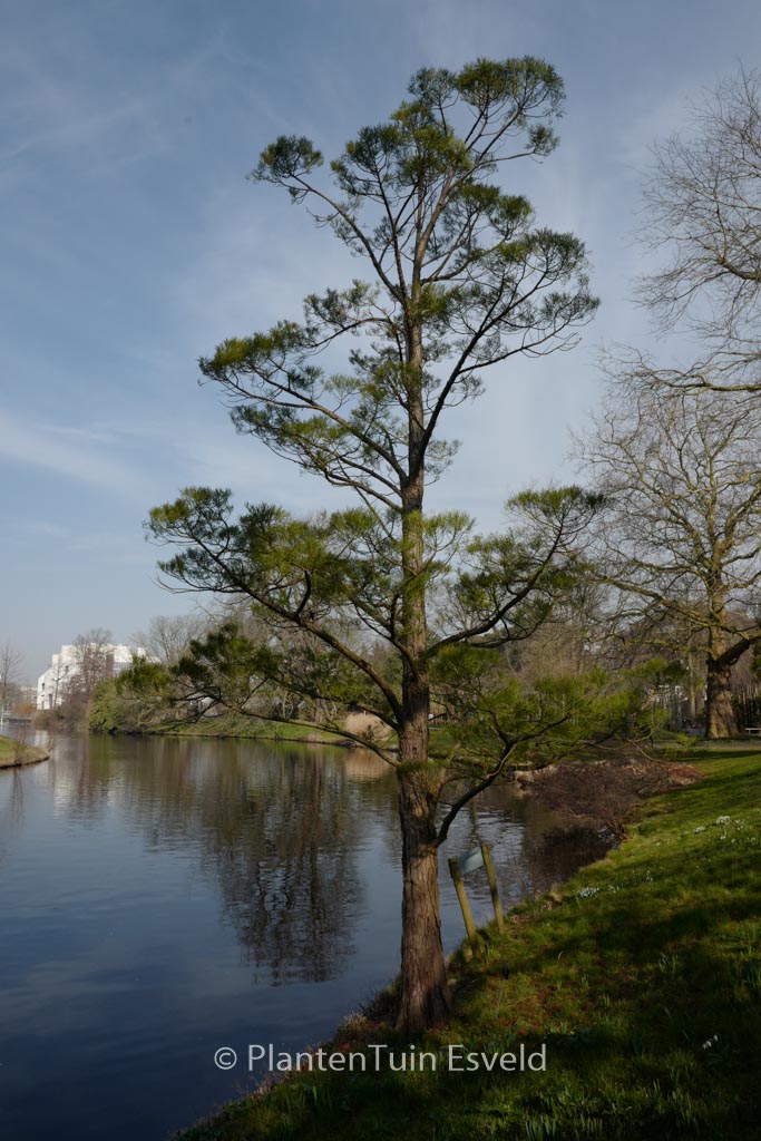 Glyptostrobus pensilis