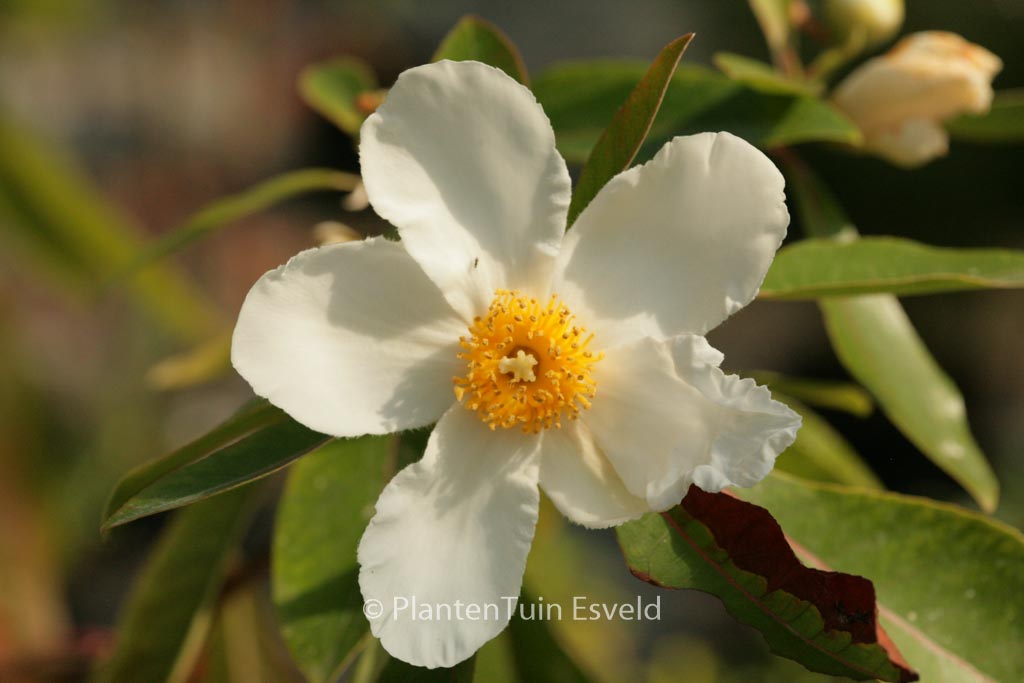 Gordlinia grandiflora