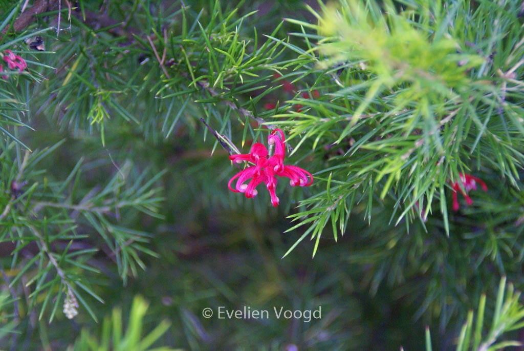 Grevillea ‚Canberra Gem‘