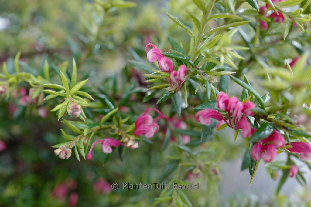 Grevillea ‚Poorinda Elegance‘