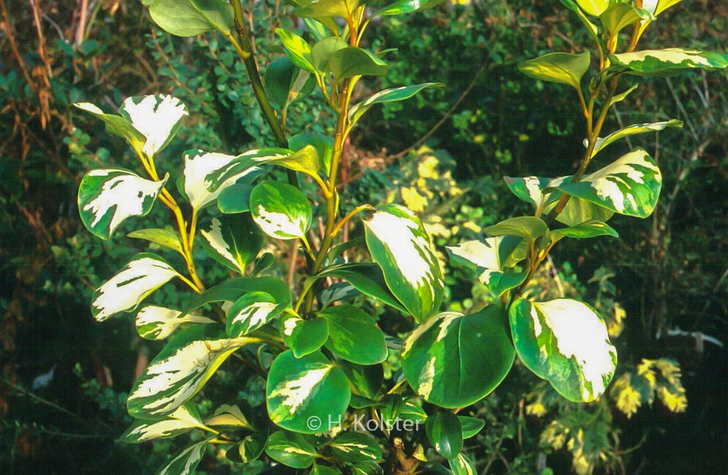 Griselinia littoralis ‚Dixon’s Cream‘