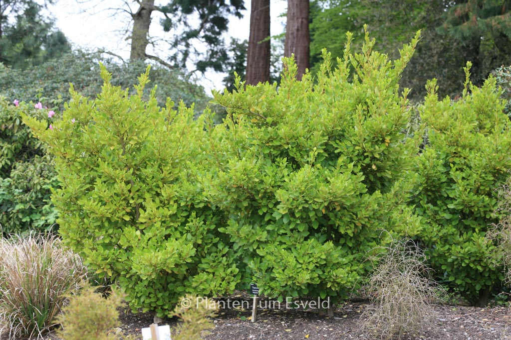 Griselinia littoralis