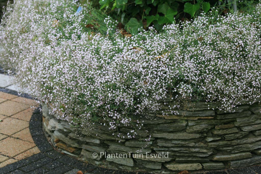 Gypsophila ‚Rosenschleier‘