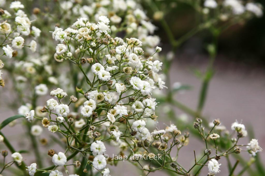 Gypsophila paniculata ‚Festival‘