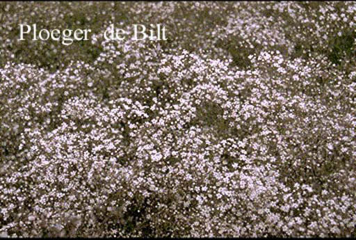 Gypsophila paniculata ‚Schneeflocke‘