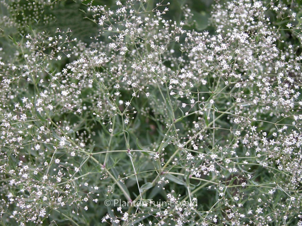 Gypsophila paniculata
