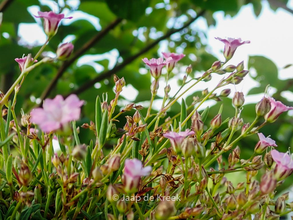 Gypsophila repens ‚Dorothy Teacher‘