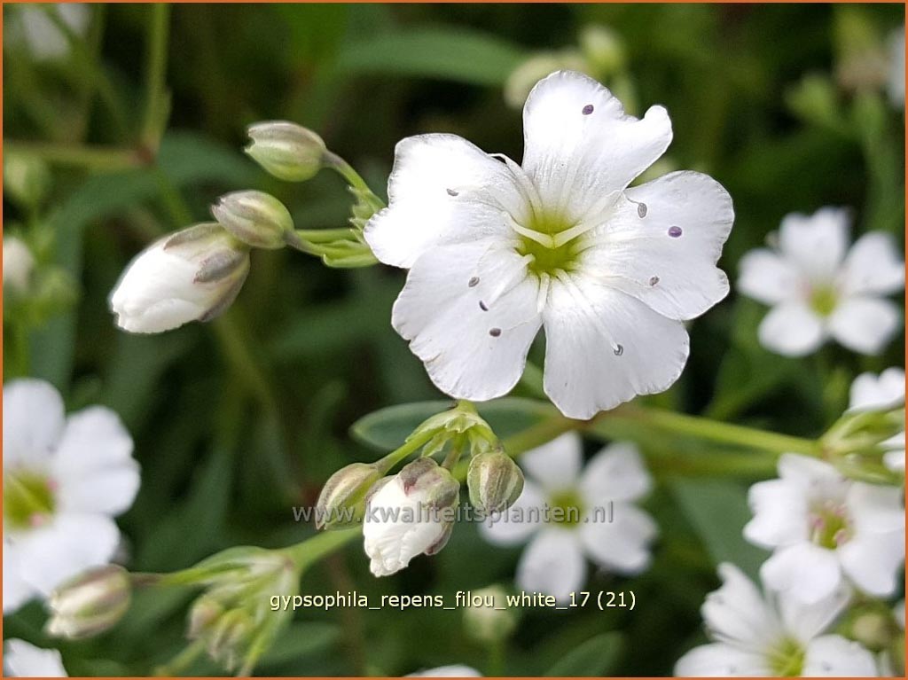 Gypsophila repens ‚Filou White‘