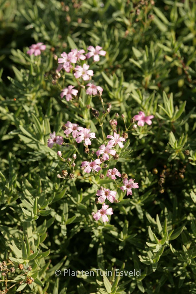 Gypsophila repens ‚Rosea‘