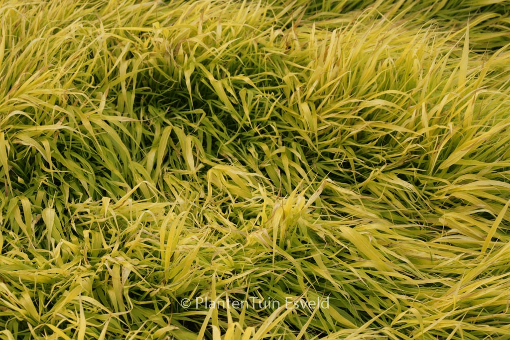 Hakonechloa macra ‚All Gold‘