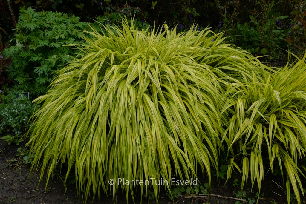 Hakonechloa macra ‚Aureola‘