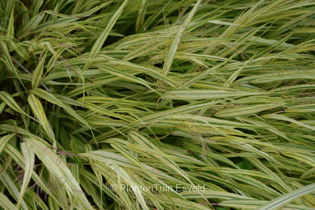 Hakonechloa macra ‚Naomi‘