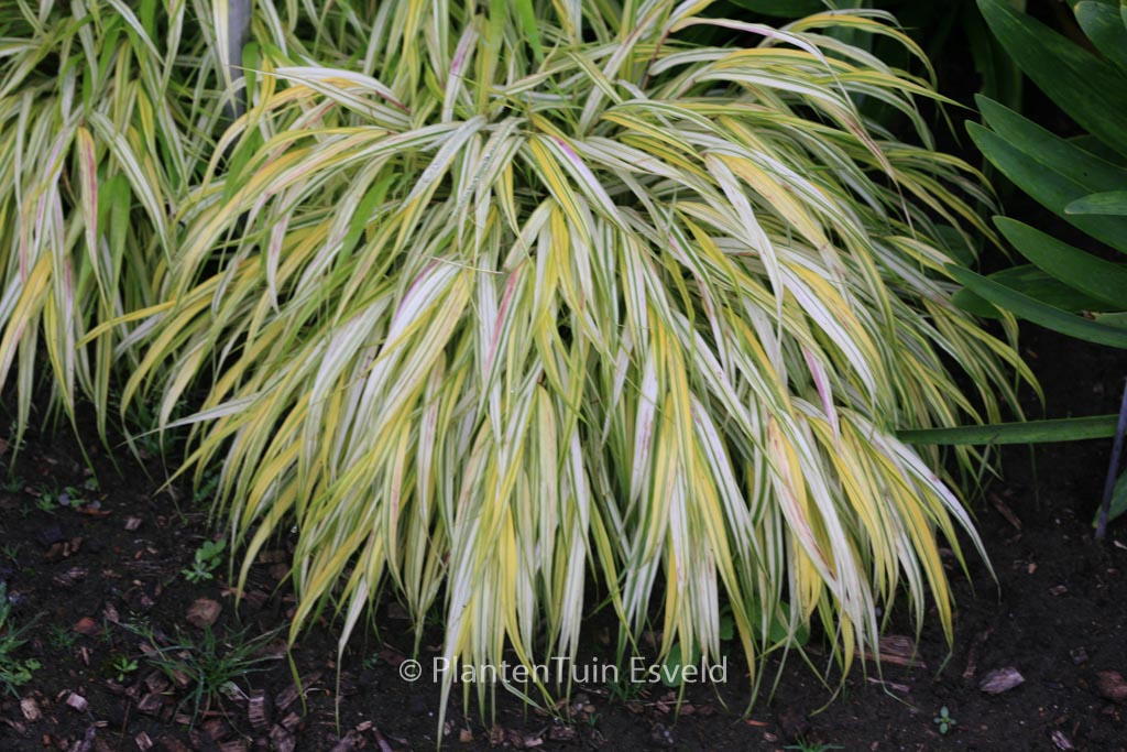 Hakonechloa macra ‚Stripe It Rich‘