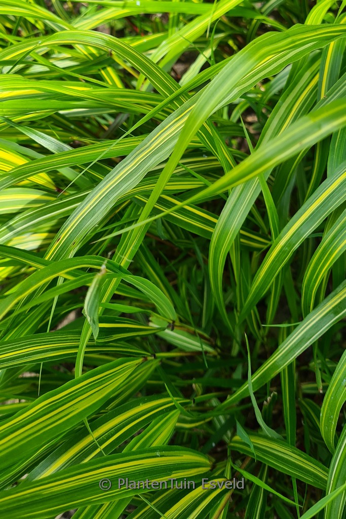Hakonechloa macra ‚Sunny Delight‘