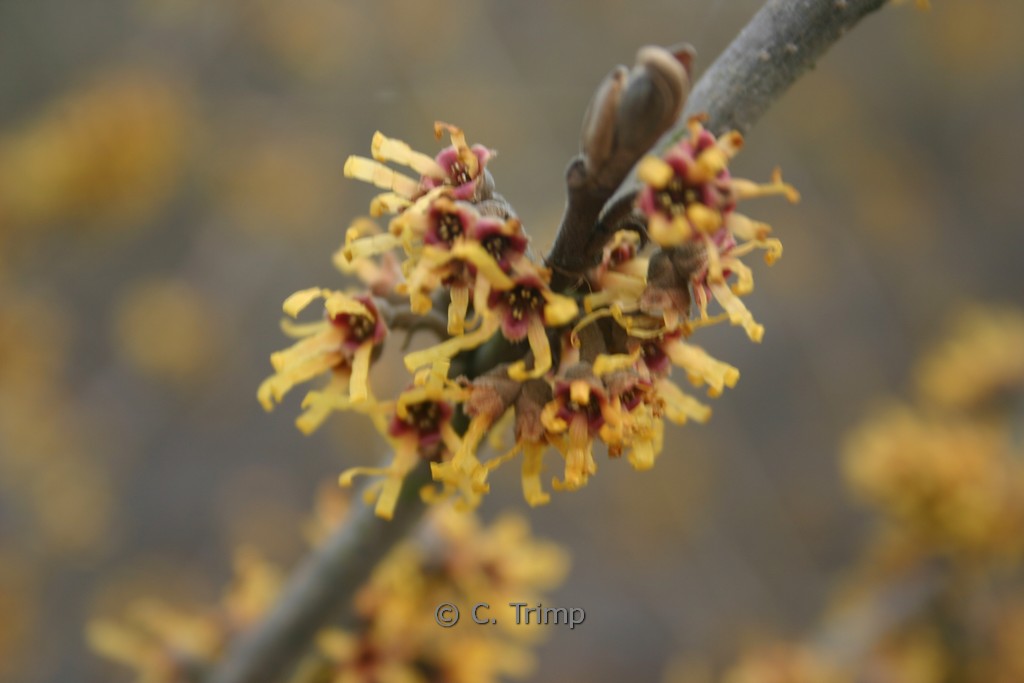 Hamamelis ‚Brevipetala‘