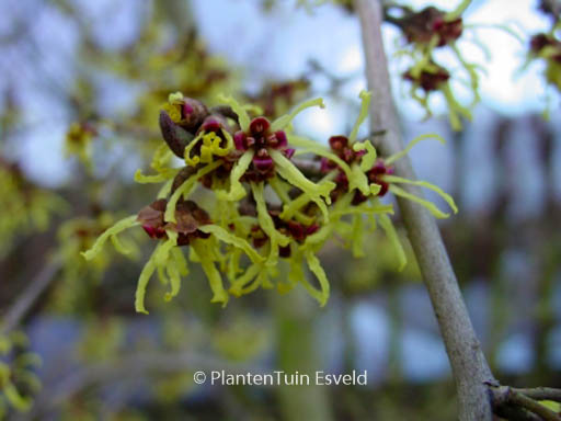 Hamamelis japonica ‚Pendula‘