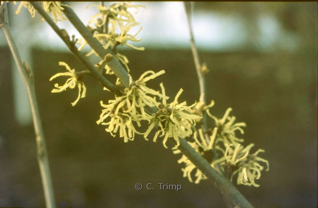 Hamamelis japonica ‚Zuccariniana‘