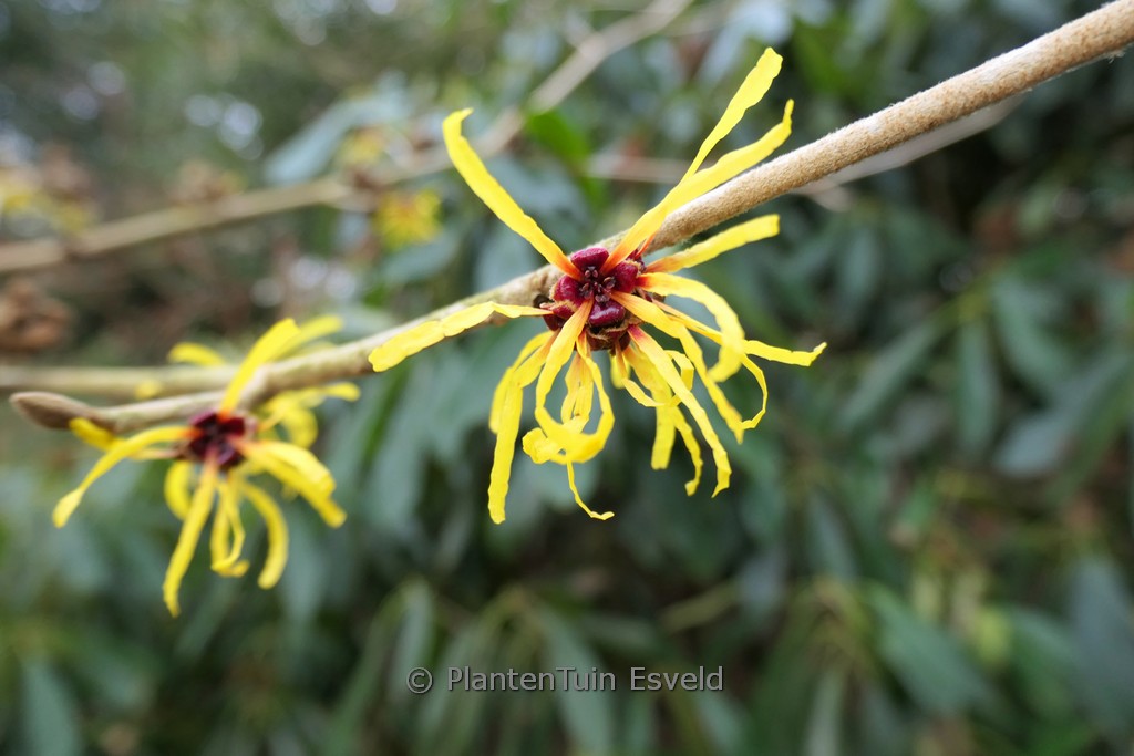 Hamamelis mollis ‚Coombe Wood‘