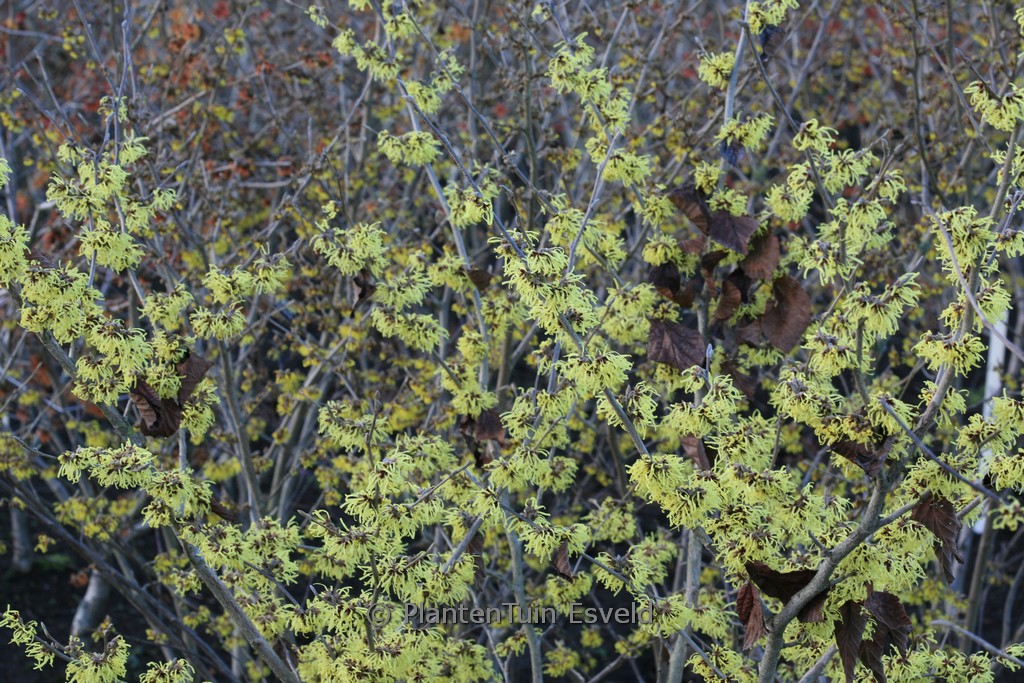 Hamamelis mollis ‚Fred Chittenden‘
