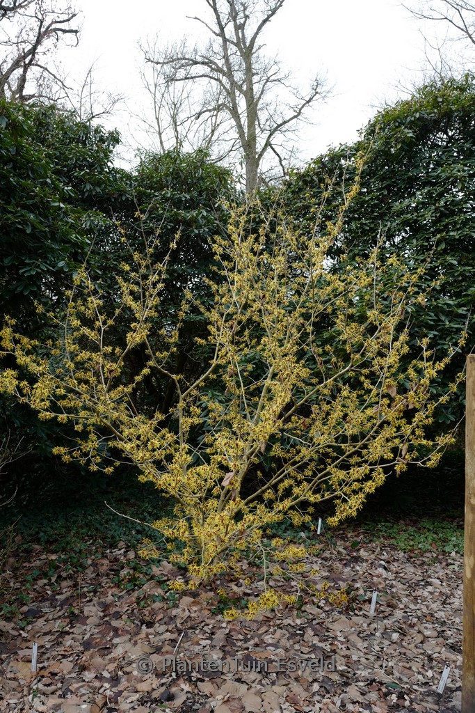 Hamamelis mollis ‚Imperialis‘