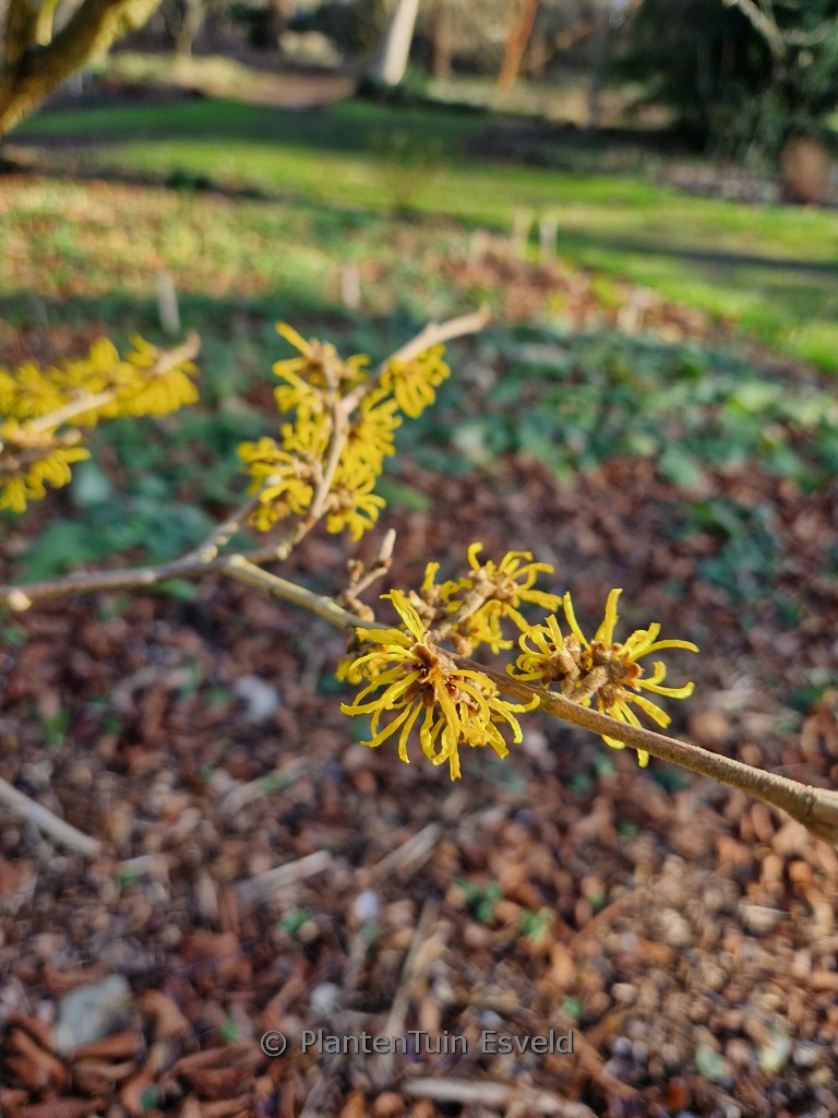 Hamamelis mollis ‚Iwado‘