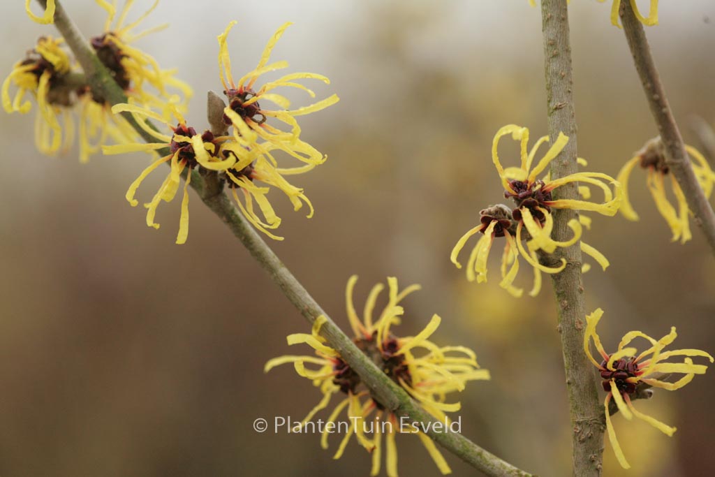 Hamamelis mollis ‚Wisley Supreme‘