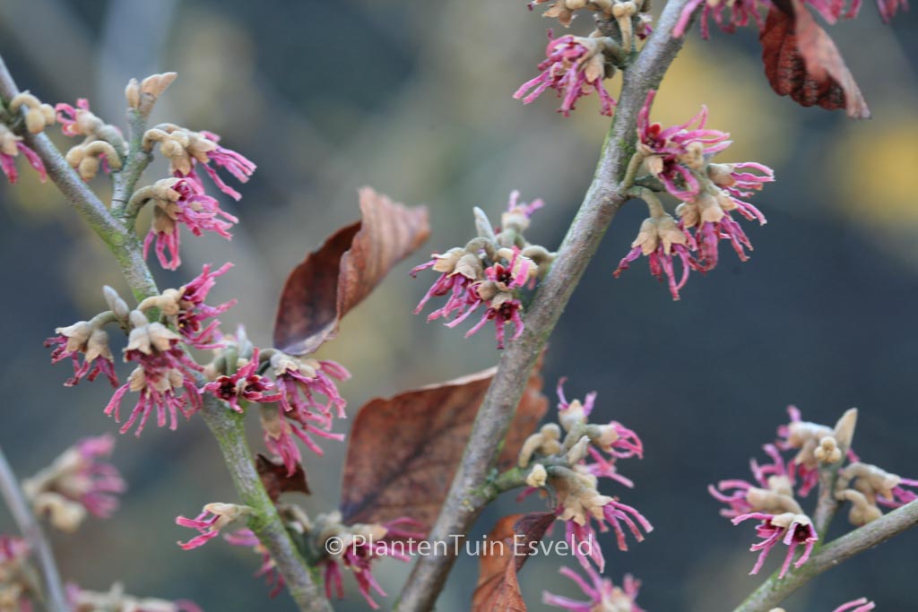 Hamamelis vernalis ‚Amethyst‘