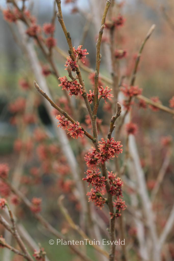 Hamamelis vernalis ‚January Pride‘