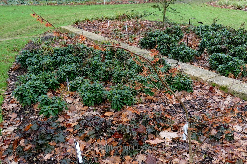 Hamamelis vernalis ‚KLMLL‘ (Woodland Joy)