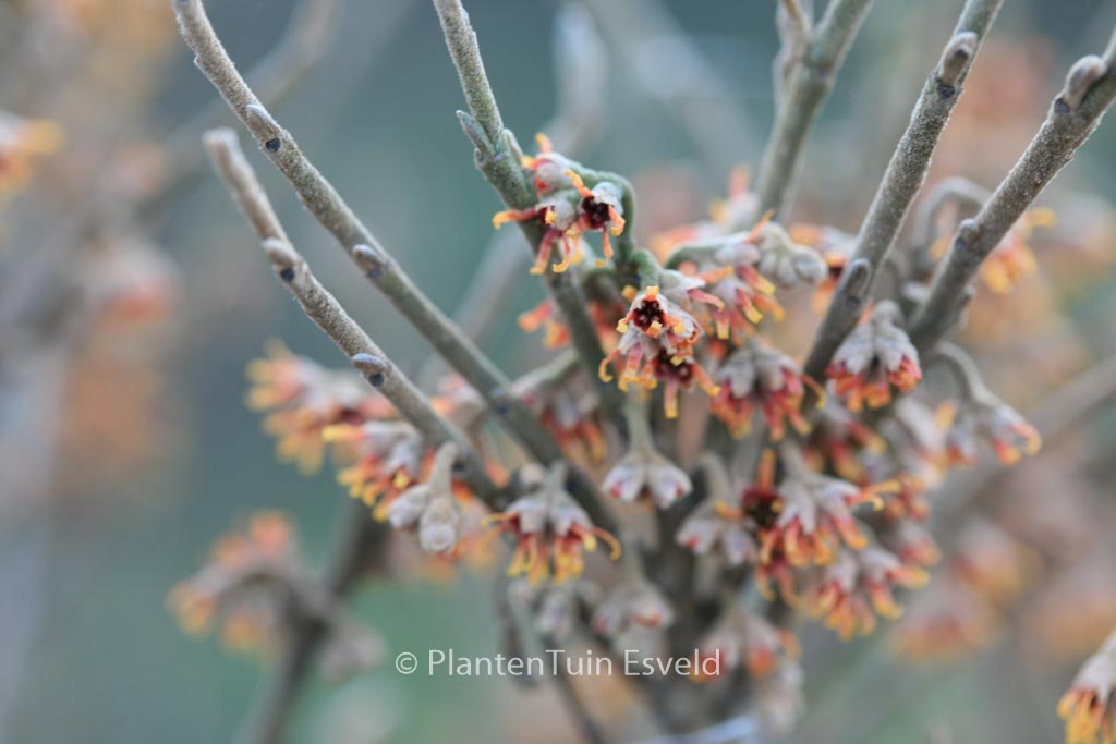 Hamamelis vernalis ‚Quasimodo‘