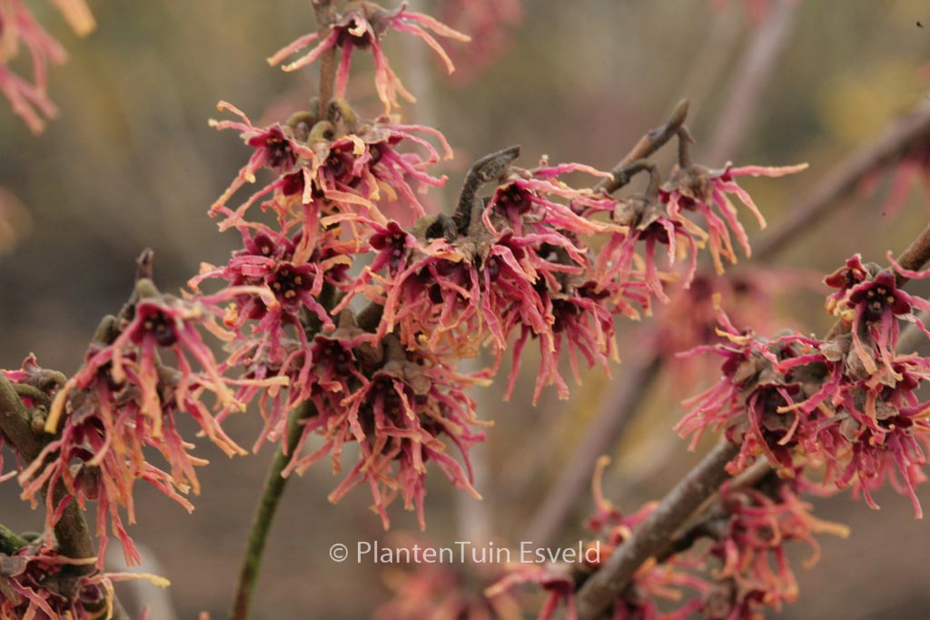Hamamelis vernalis ‚Washington Park‘