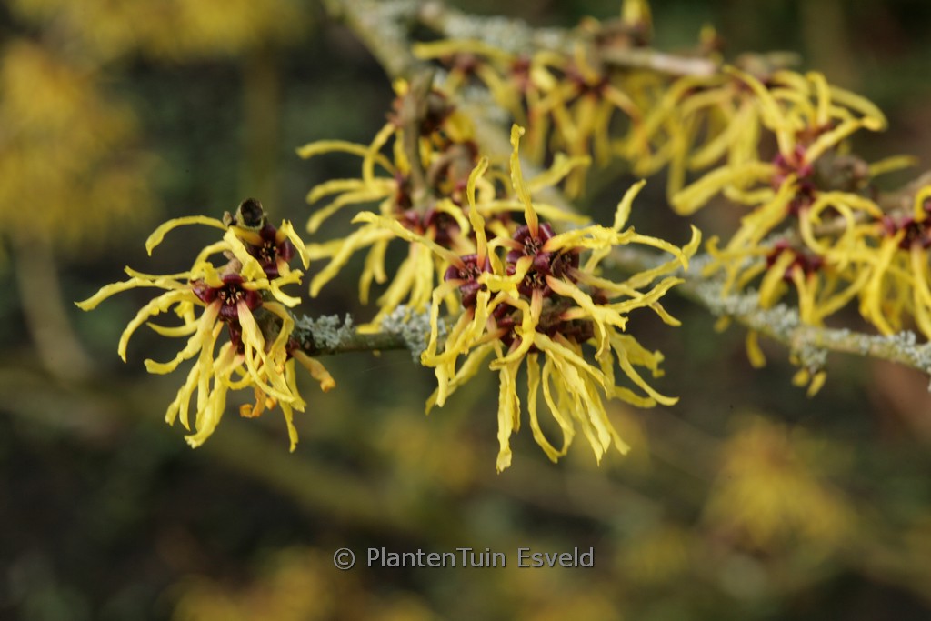 Hamamelis x intermedia ‚Amanon‘