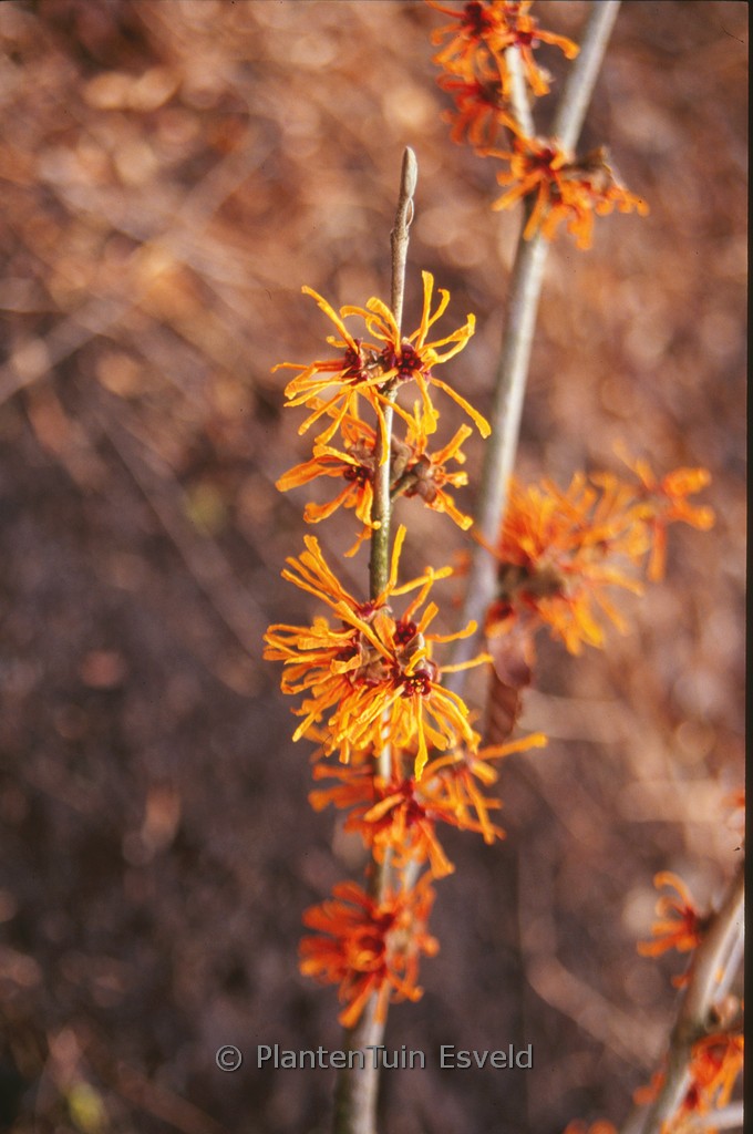 Hamamelis x intermedia ‚Aphrodite‘