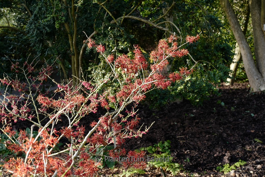 Hamamelis x intermedia ‚Arnhem‘