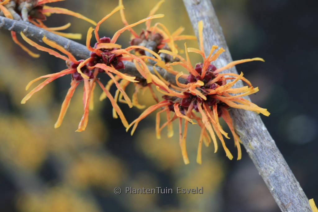 Hamamelis x intermedia ‚Basma‘
