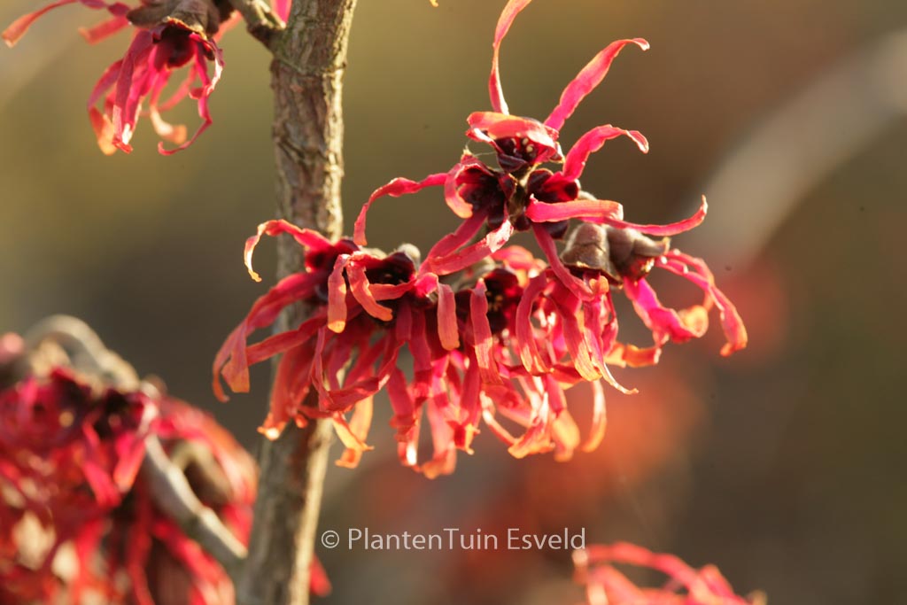 Hamamelis x intermedia ‚Diane‘