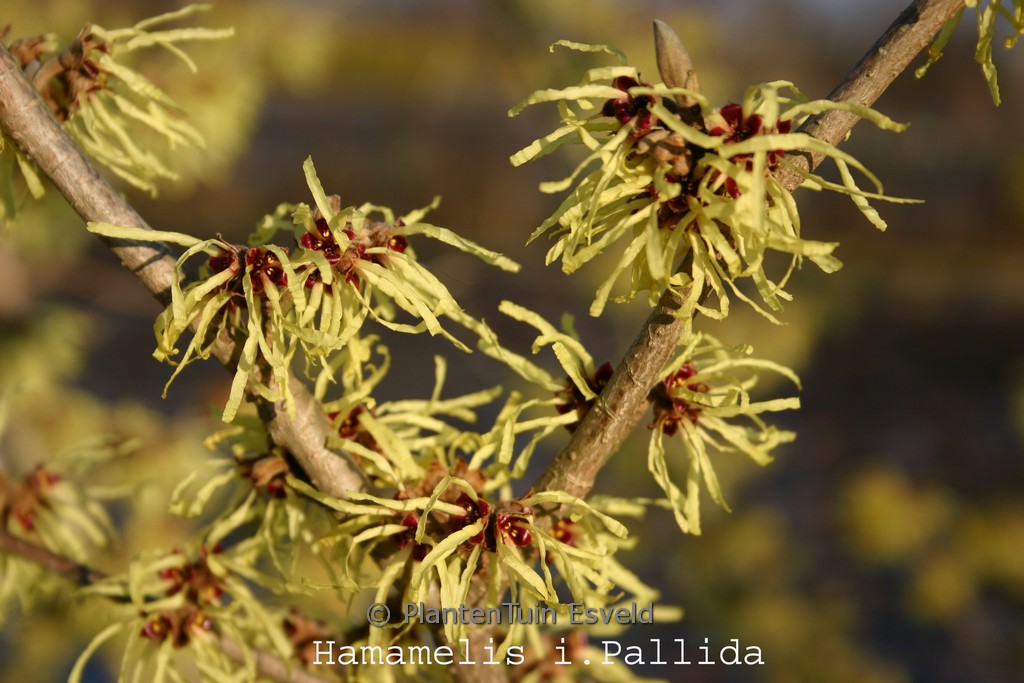 Hamamelis x intermedia ‚Pallida‘