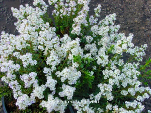 Hebe ‚Baby Marie‘