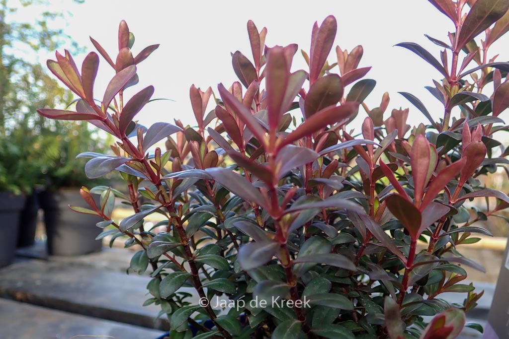 Hebe ‚Bronze Glow‘