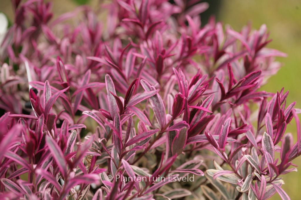 Hebe ‚Burning Heart‘