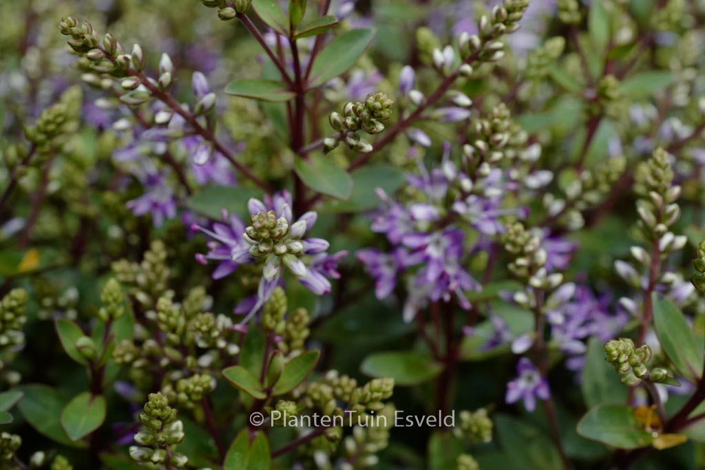 Hebe ‚Caledonia‘