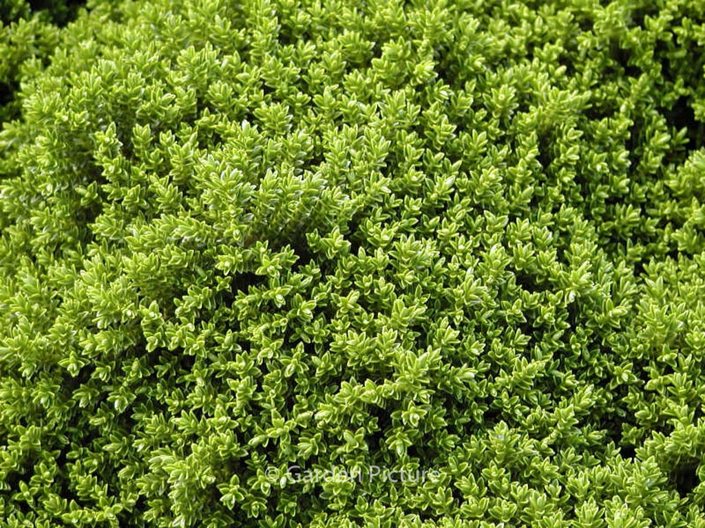 Hebe ‚Emerald Gem‘