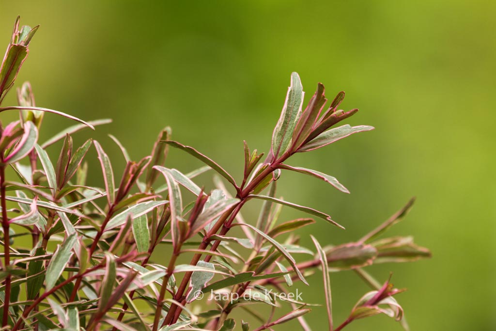 Hebe ‚Frozen Flame‘