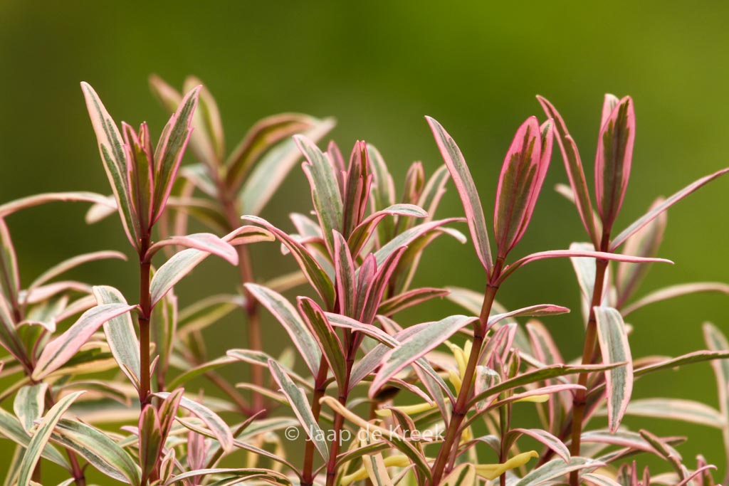 Hebe ‚Heartbreaker‘