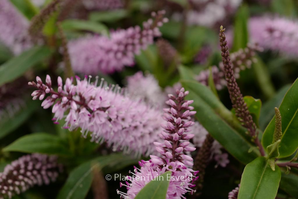 Hebe ‚Midsummer Beauty‘