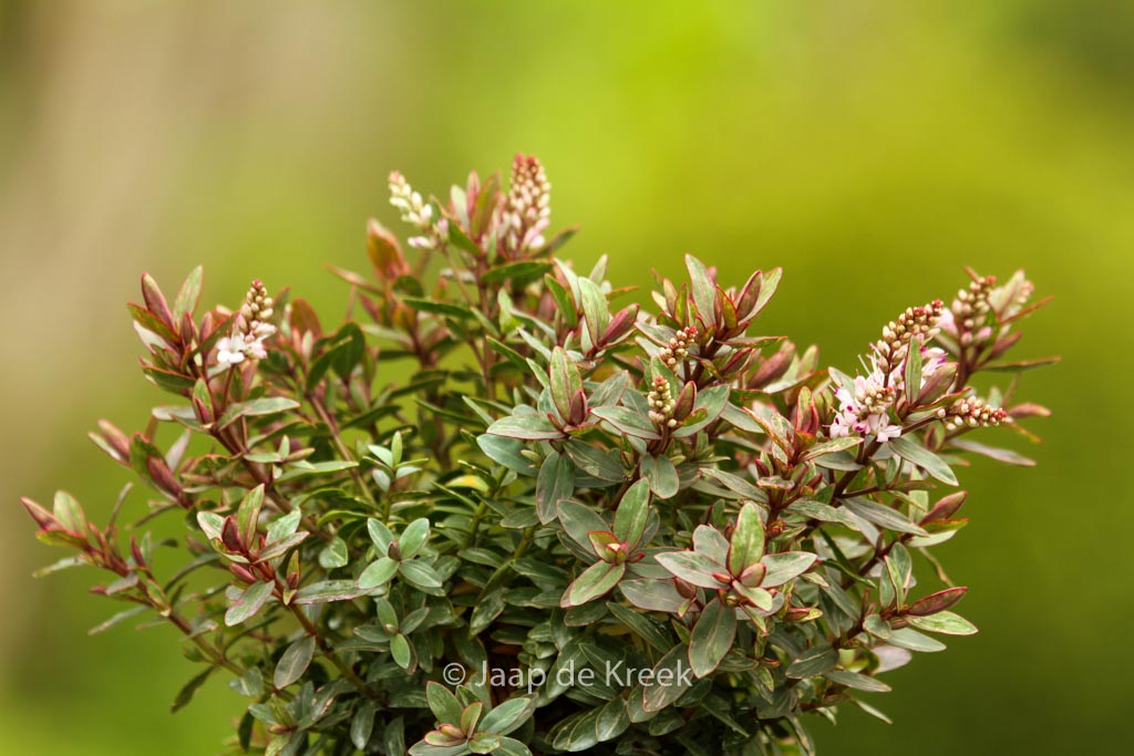 Hebe ‚Pink Lady‘