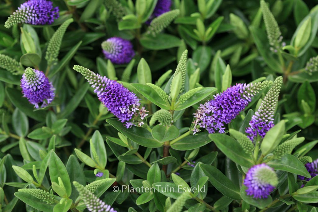 Hebe ‚Zakira‘ (HEBEDONNA BRITTA)