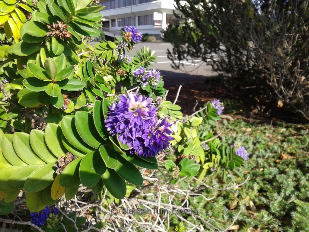 Hebe franciscana ‚Blue Gem‘