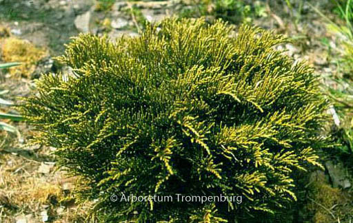 Hebe ochracea ‚James Stirling‘