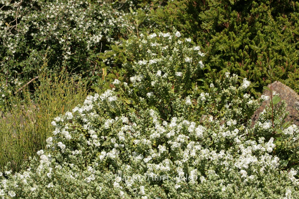 Hebe pinguifolia ‚Pagei‘